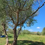 Romantic In Olive Grov