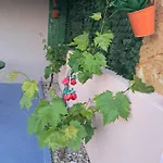 Apartman Romantic In Olive Grov *
