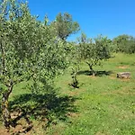 Apartman Romantic In Olive Grov