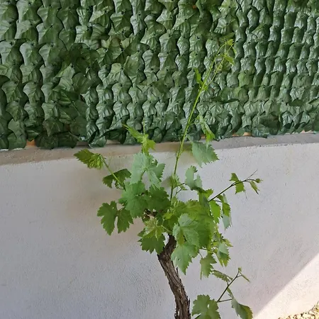 Apartan G8 Bibinje