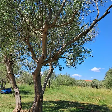 Maslina